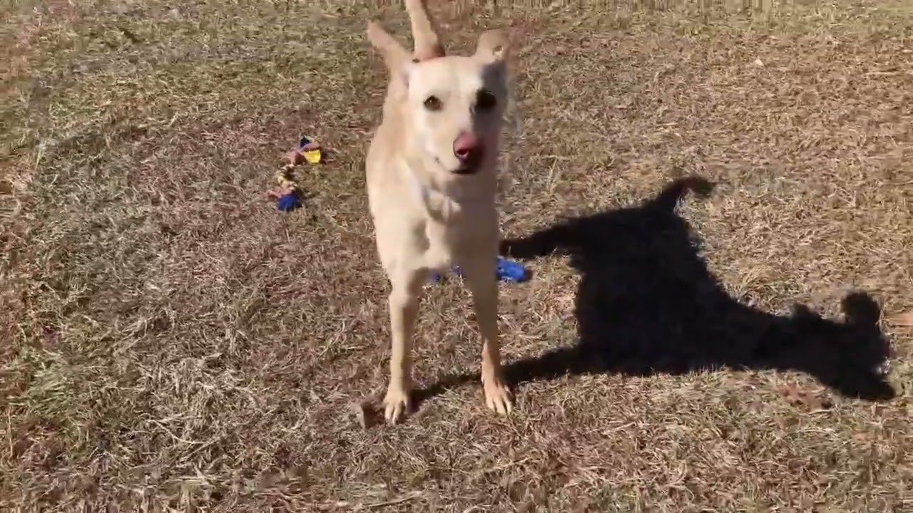 Meet Arlo a Shepherd currently available for adoption! 2/7/2026 4:34:09 PM