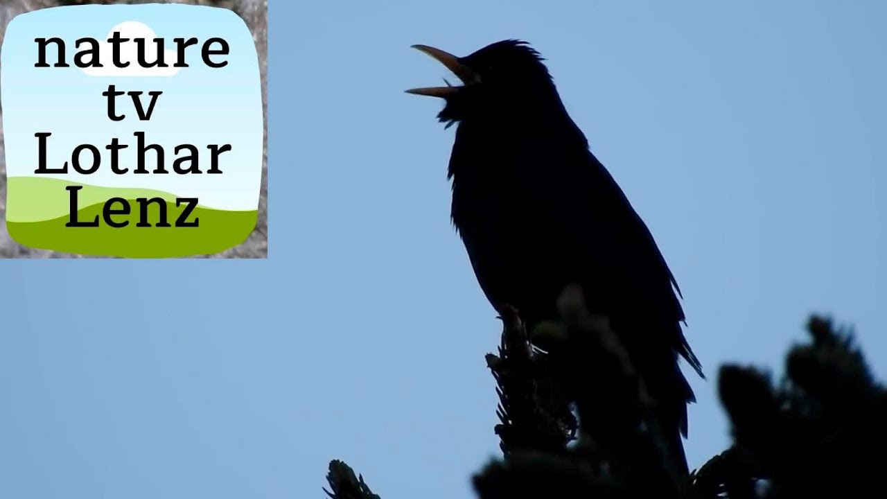 Gesang der Amsel / Blackbird singing in the last evening light