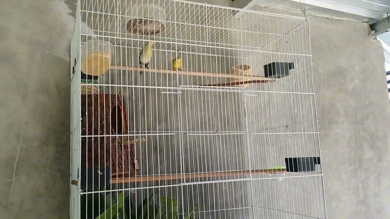 Breeding Ternak Burung Cipow Sirtu Cipoh #sirtu #Breeding #Burung #TernakBurung