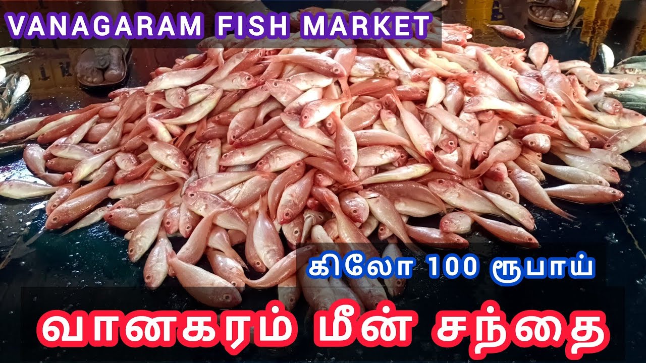 💥Vanagaram Fish Market |வானகரம் மீன் மார்க்கெட் #vanagaram #kasimedu #kovalam #wholesalefishmarket