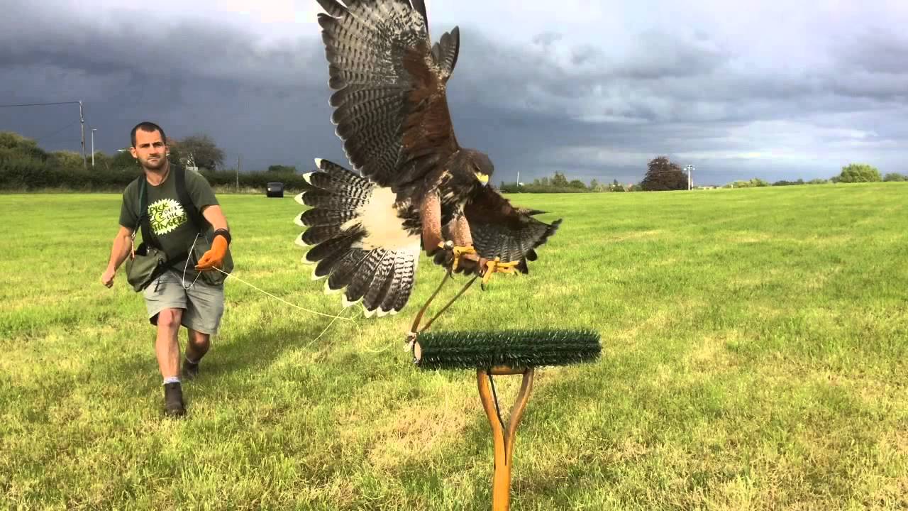 Harris Hawk Training