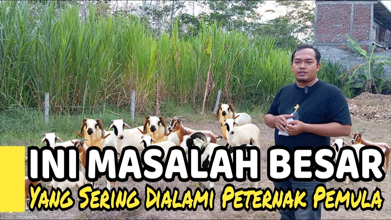 Ini Masalah Besar Yang Sering Dialami Peternak Pemula
