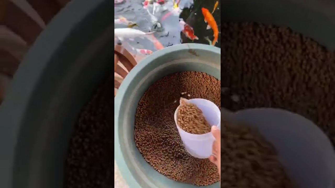 Waktunya Makan Ikan Koi