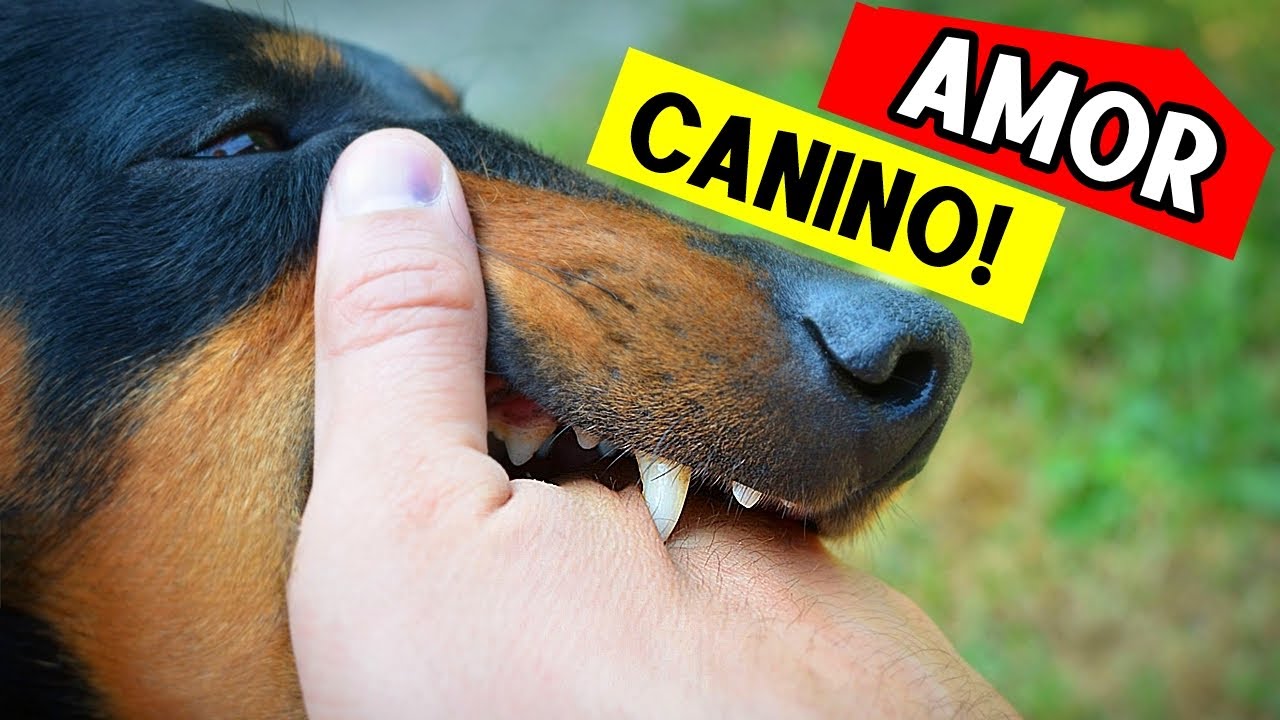 Você é a MÃE? PAI? ou um fornecedor de comida? (tudo que seu cachorro sabe sobre você!) 🚩