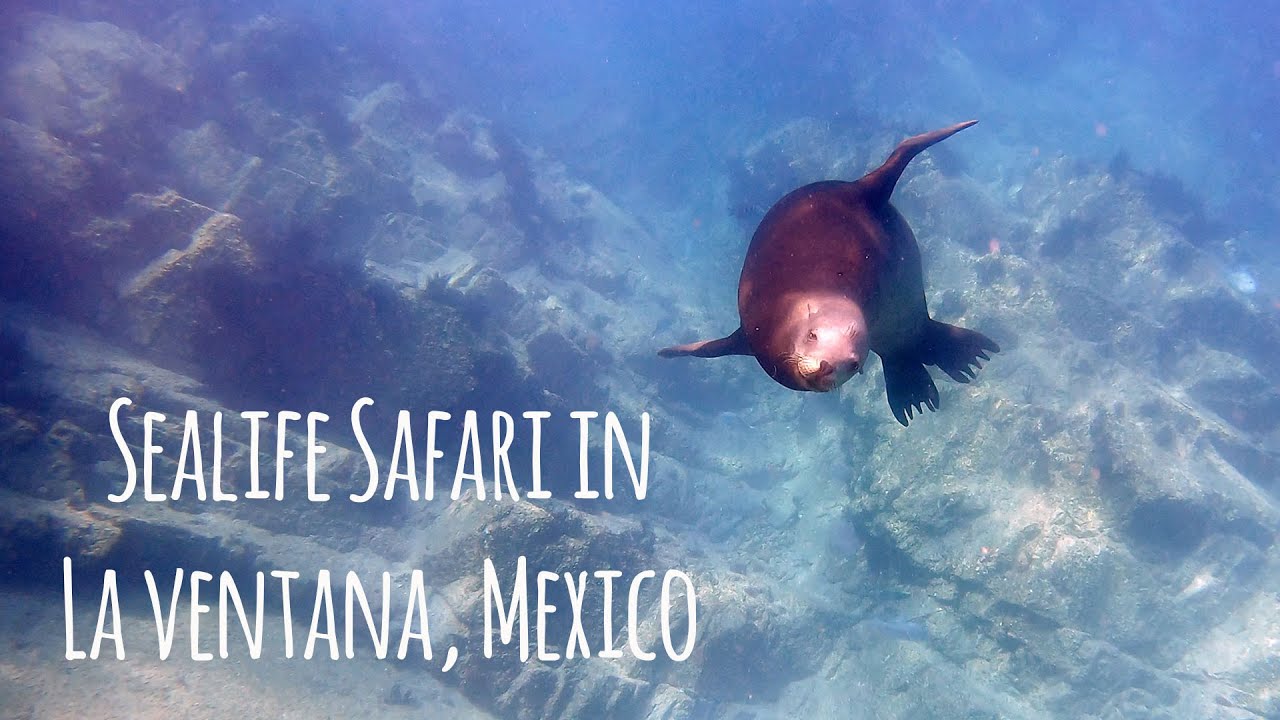 Sealife Safari 🐬🐋🦭🐠🐢 in La Ventana, Baja, Mexico - 4K 🎵The Great Dane