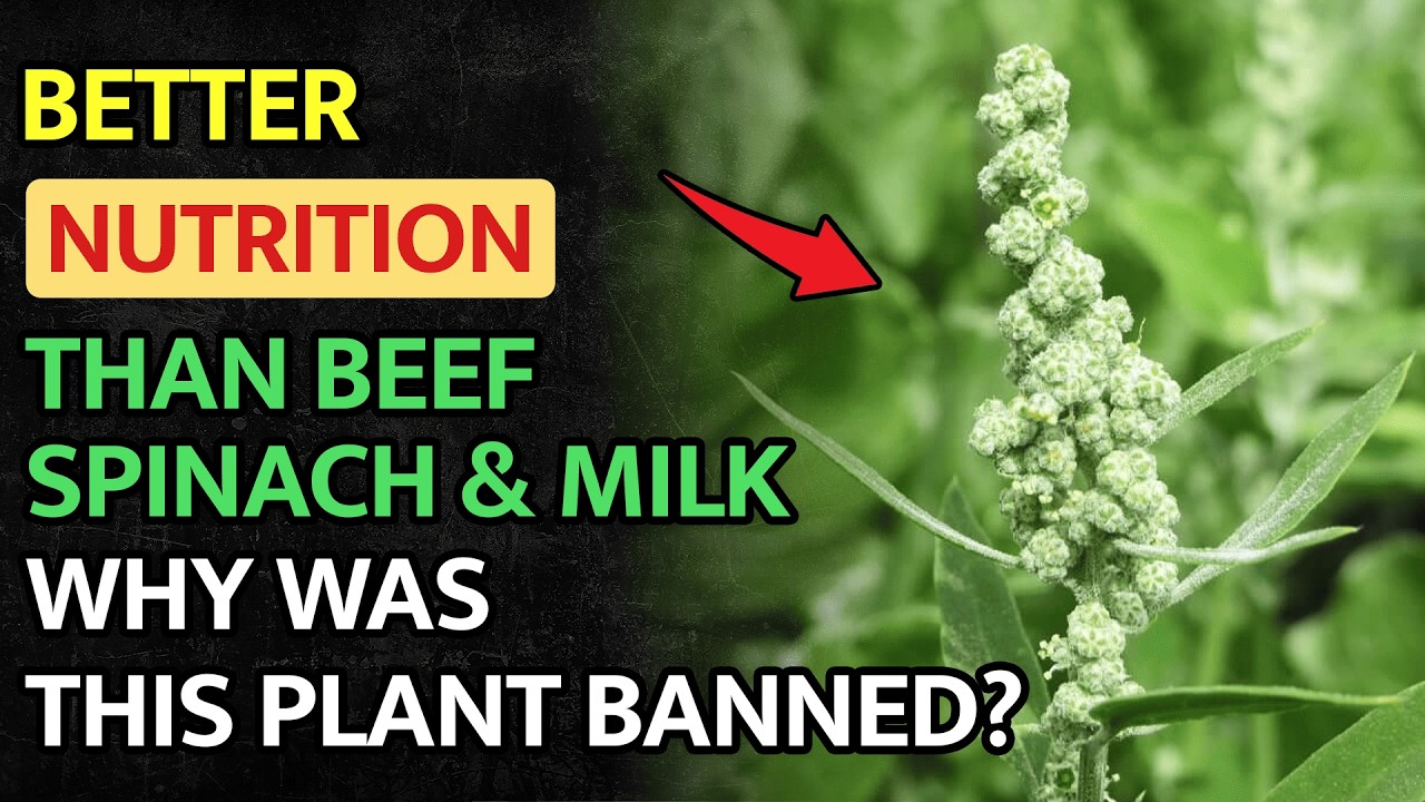 Better Nutrition Than Beef, Spinach, and Milk. Why Was This Plant Was Forgotten?