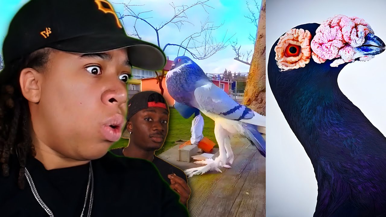 PIGEONS Are Literally RATS WITH WINGS (Casual Geographic)