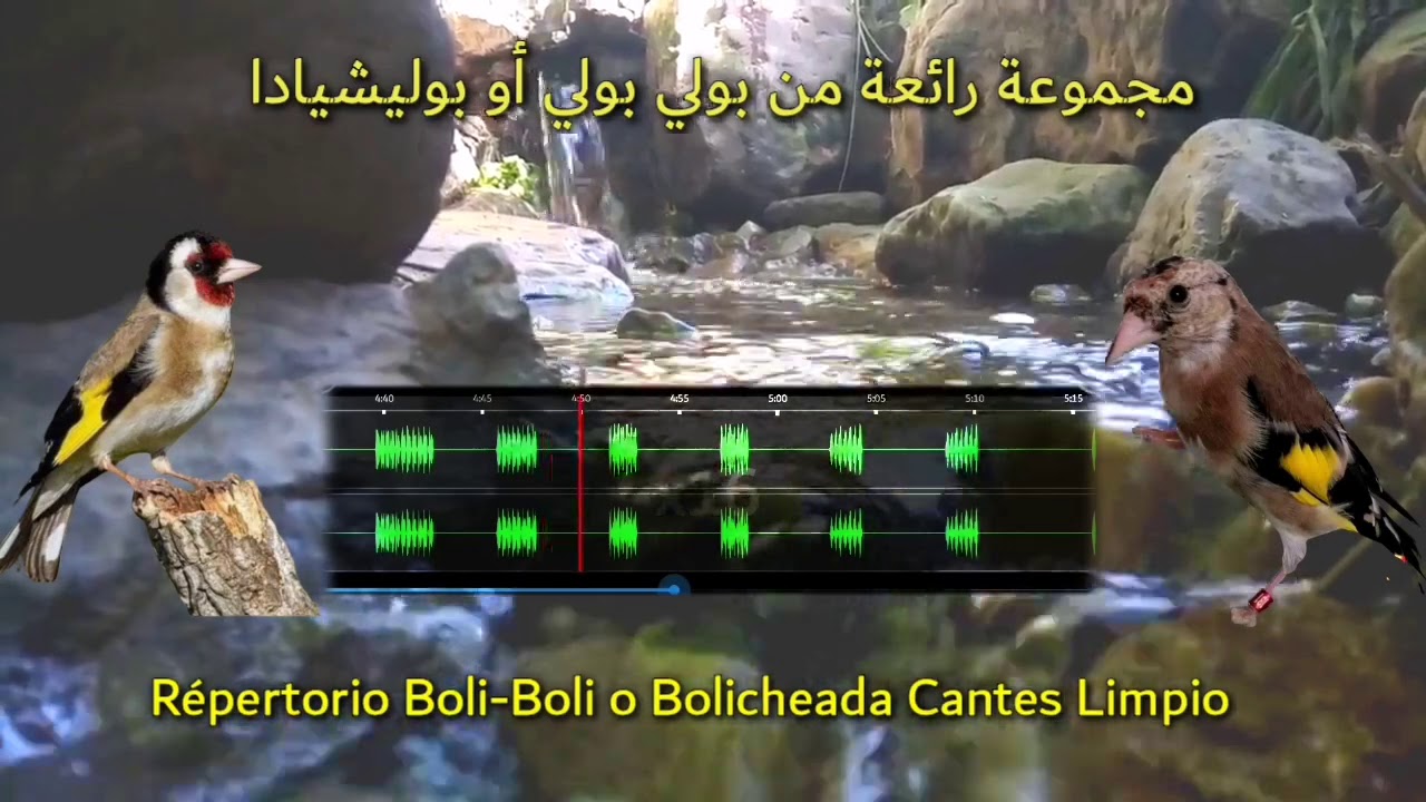 مجموعة رائعة من بولي بولي أو بوليشيادا  Répertorio Boli-Boli o Bolicheada Cantes Limpio