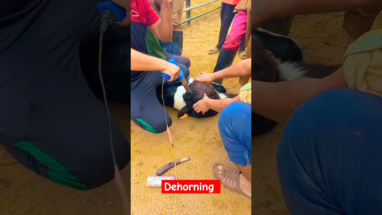 Disbudding #dehorning #calves #shortvideo #viral #shorts