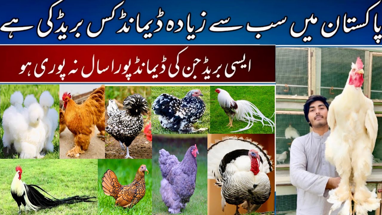 Most unique Fancy hen Breeding Farm in pakistan || Fancy hen Chikes Available #petlover