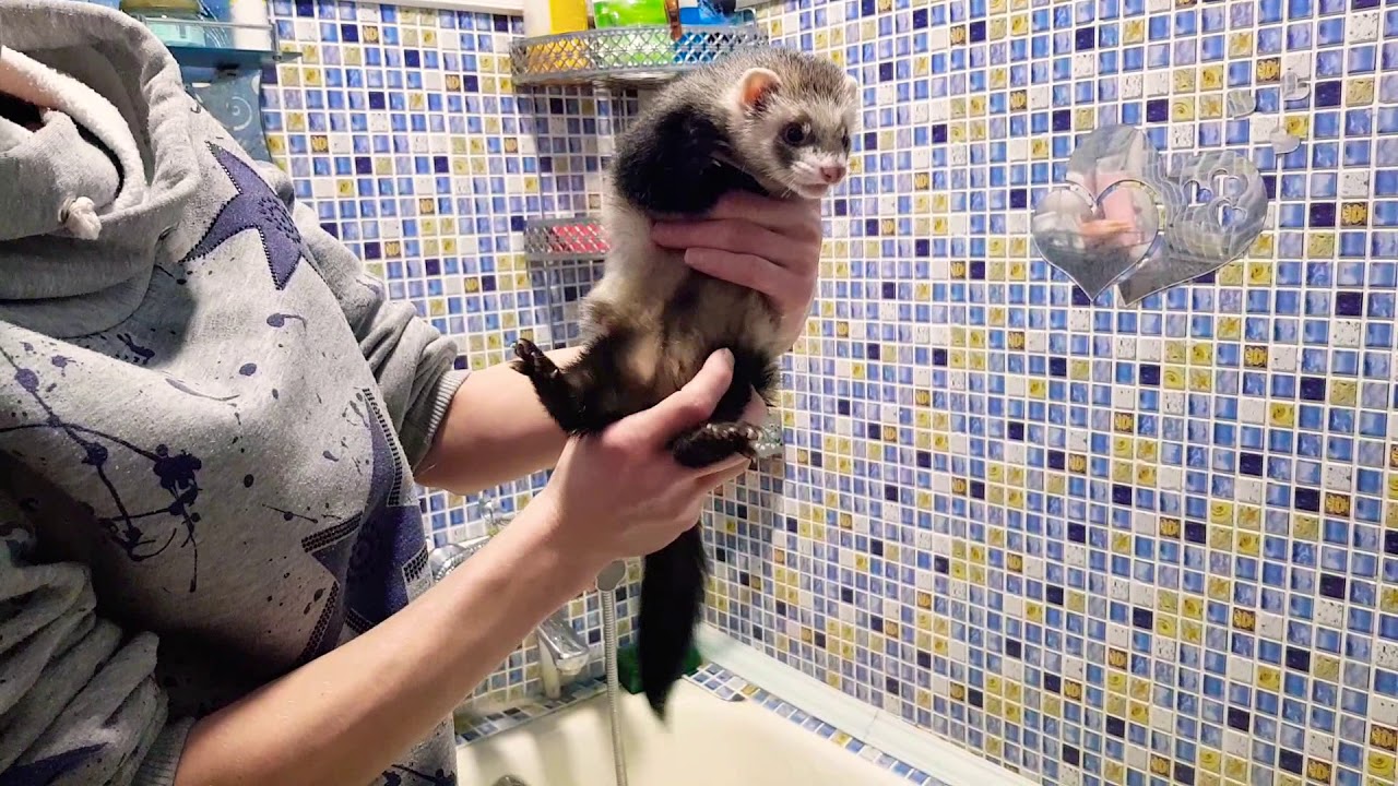 Как купать хорька .