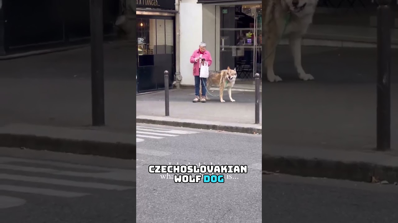 Lady walks with a wolf around Paris.