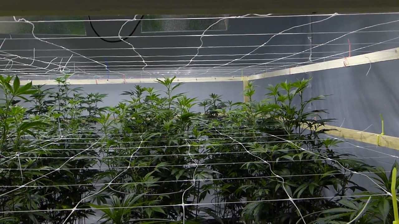 Multi-Strain Grow - EPIC! 4K - Day 9