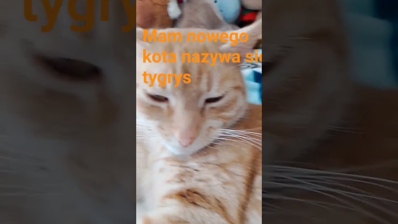 Nowy kot 🐈🐱🐈🐱🐈🐱🐈
