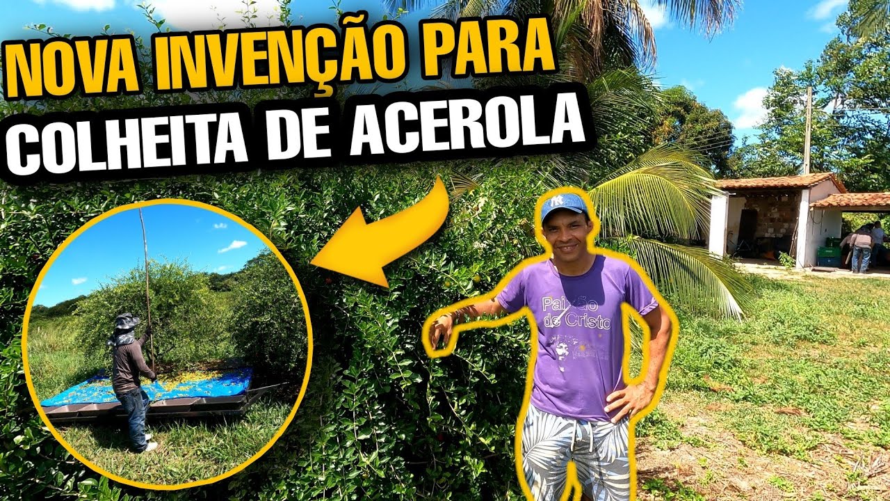 NOVA INVENÇÃO PARA COLHER ACEROLA||PLANTIO 100% ORGÂNICO