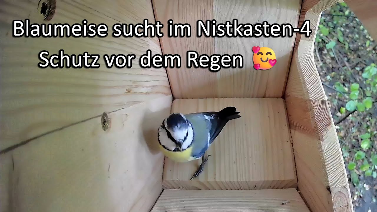 Blaumeise sucht im Nistkasten-4 Schutz vor dem Regen 🥰 