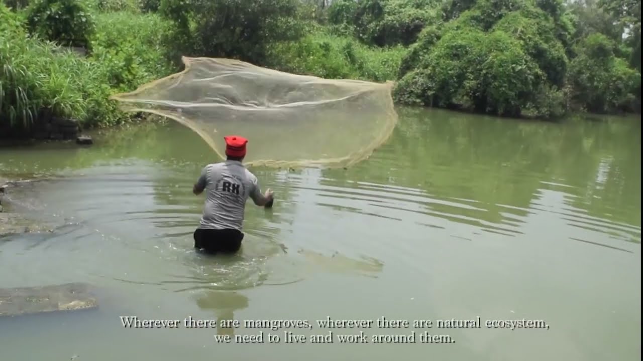 Mangroves - Mumbai's Last Guard