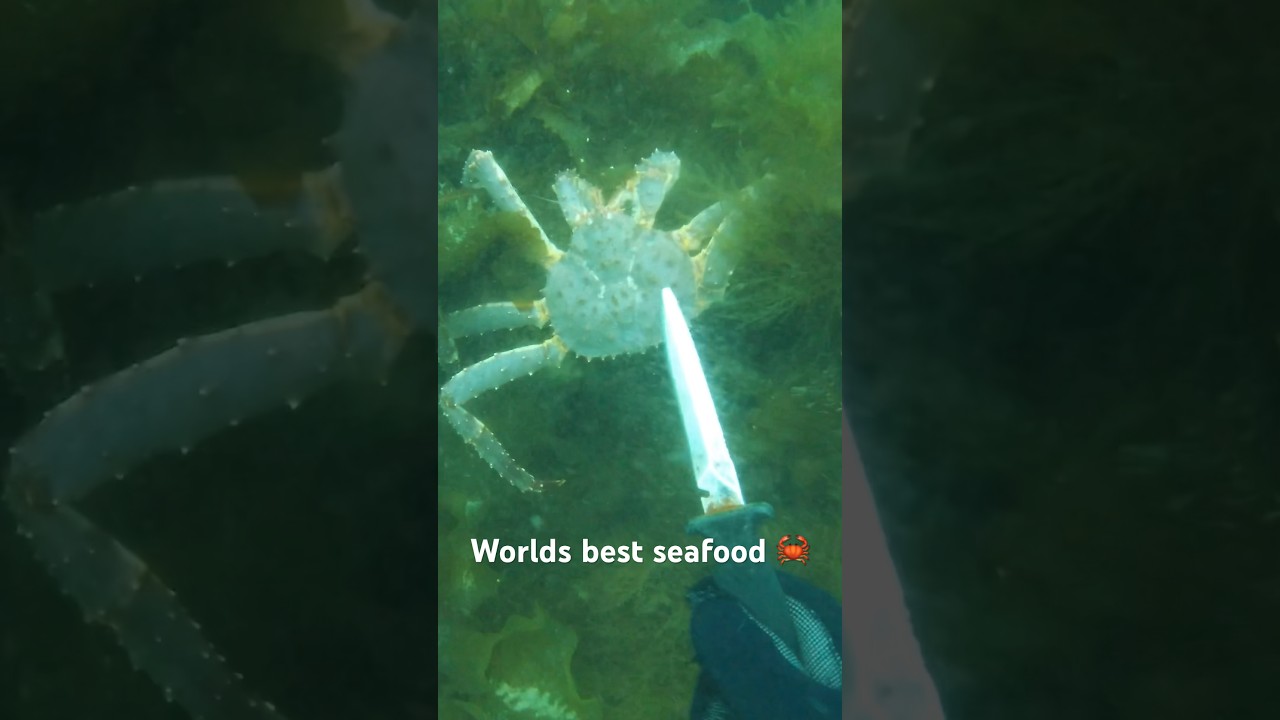 Hunting GIANT KING CRABS #spearfishing #kingcrab #sustainability
