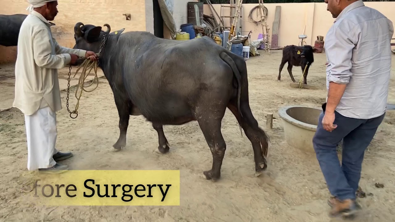 stringhalt। medial Patellar Desmotomy in buffalo। dr.umar Khan