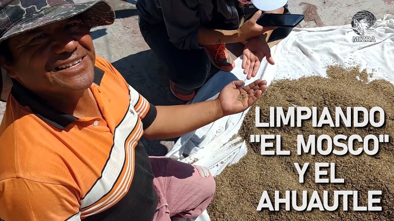Limpiando el mosco y el ahuautle del Lago de Texcoco