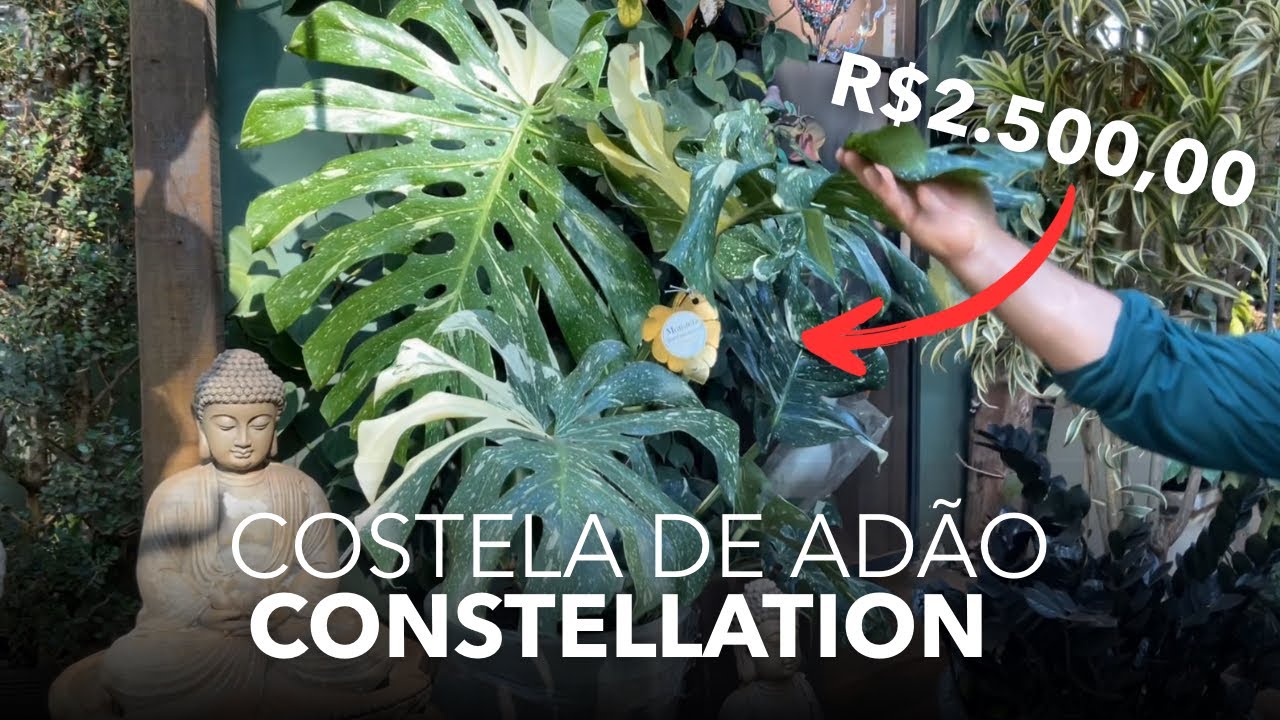 COSTELA DE ADÃO CONSTELLATION, BUXINHOS, GUAIMBÊ E MUITO MAIS