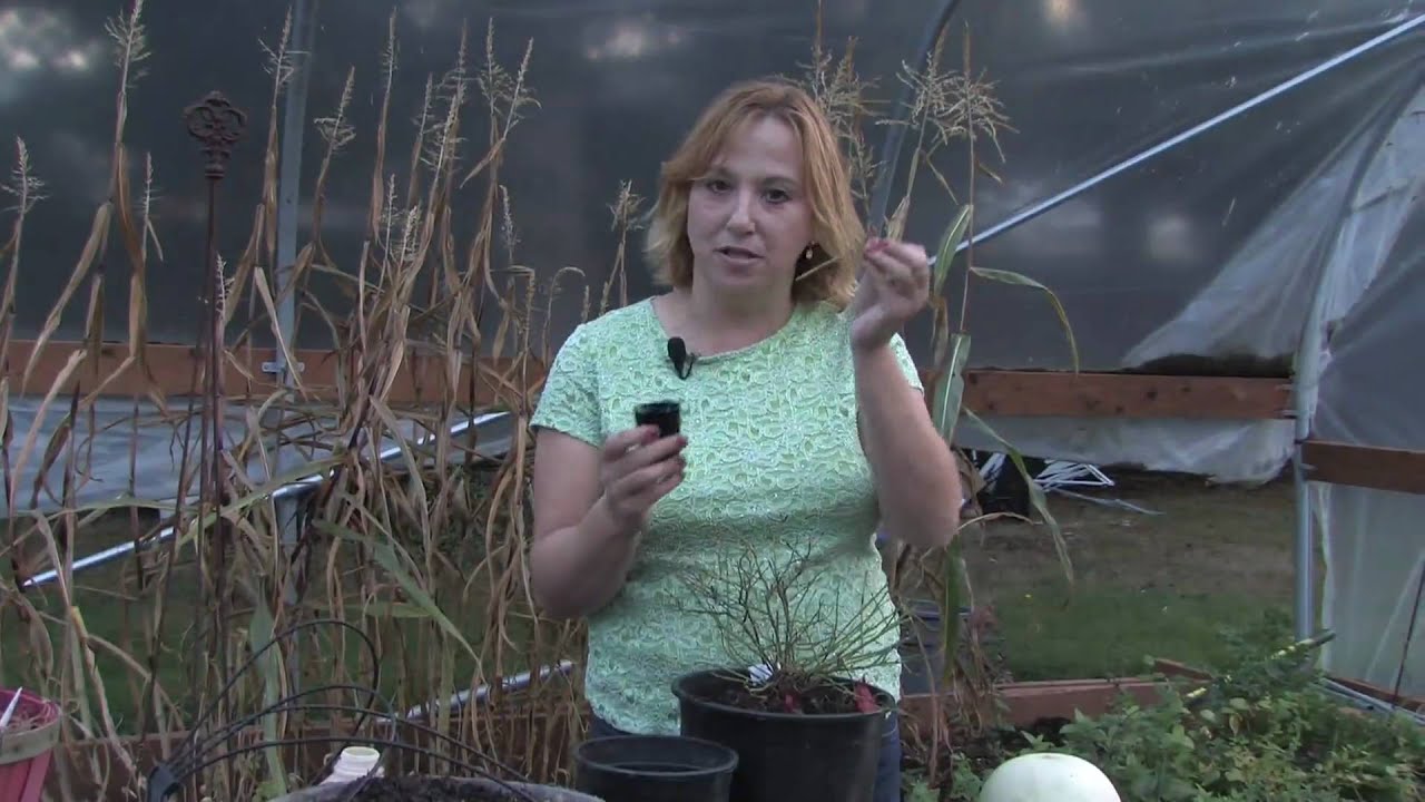 Gardening Tips : How to Root Blueberry Plants From Cuttings