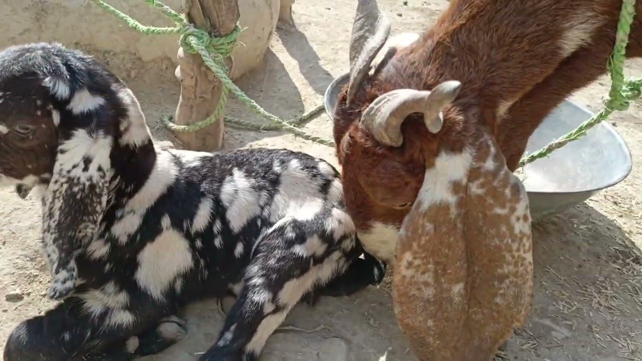 Faraz Baloch ki bakri ne bacha dya hai😍 🥰😘 Aaj 