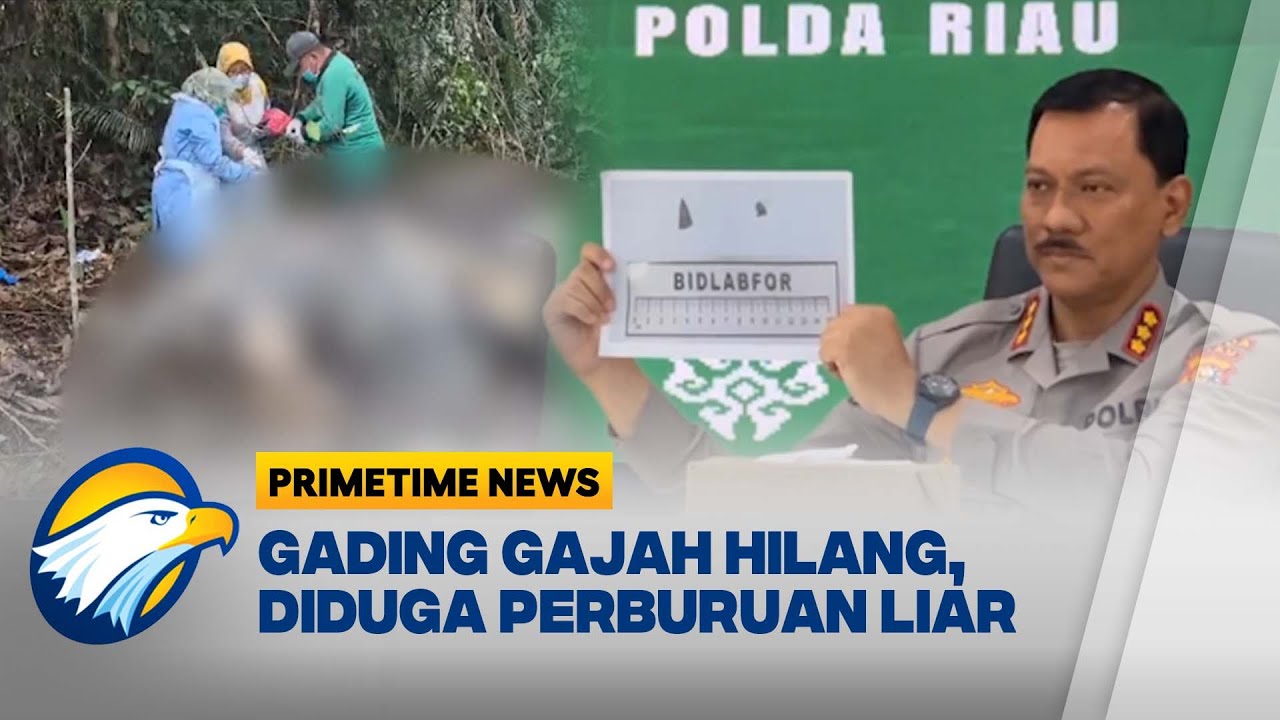 Gajah Sumatra Ditemukan Mati di Riau, Diduga Akibat Perburuan Liar [Primetime News]
