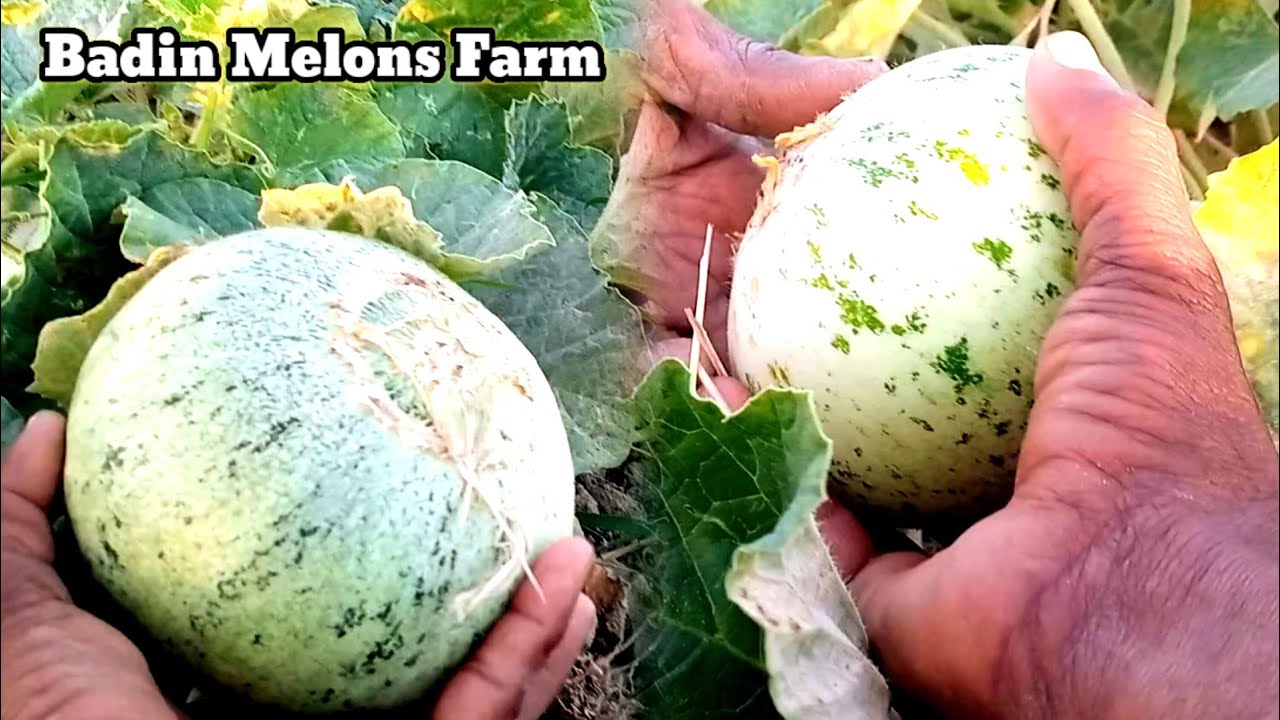 Meer Niayaz Bhai Kharbooza Farm Peeru Lashari Badin Province Sindh