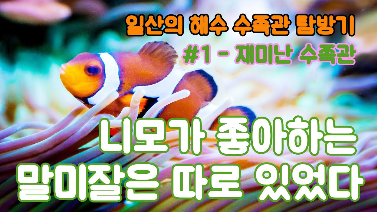 해수 물생활 성지 일산의 해수어 수족관 탐방기 1편 - 재미난 수족관
