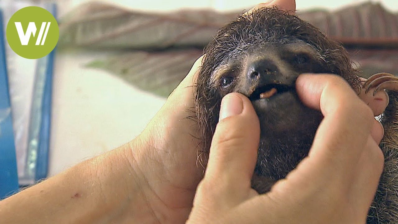 Costa Rica: Baby-Faultier in Not