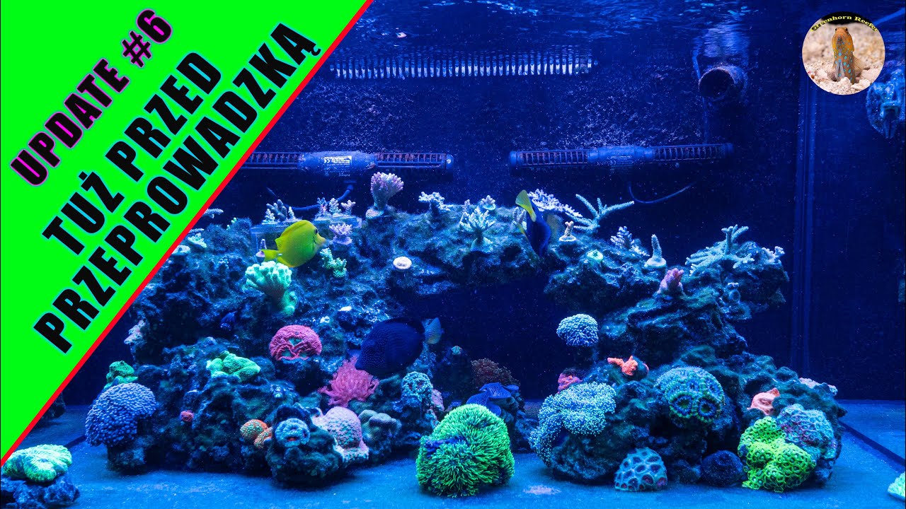 TUZ PRZED PRZEPROWADZKA 🚚| 300L Reef Tank California- Episode #6 ~Greenhorn Reefer