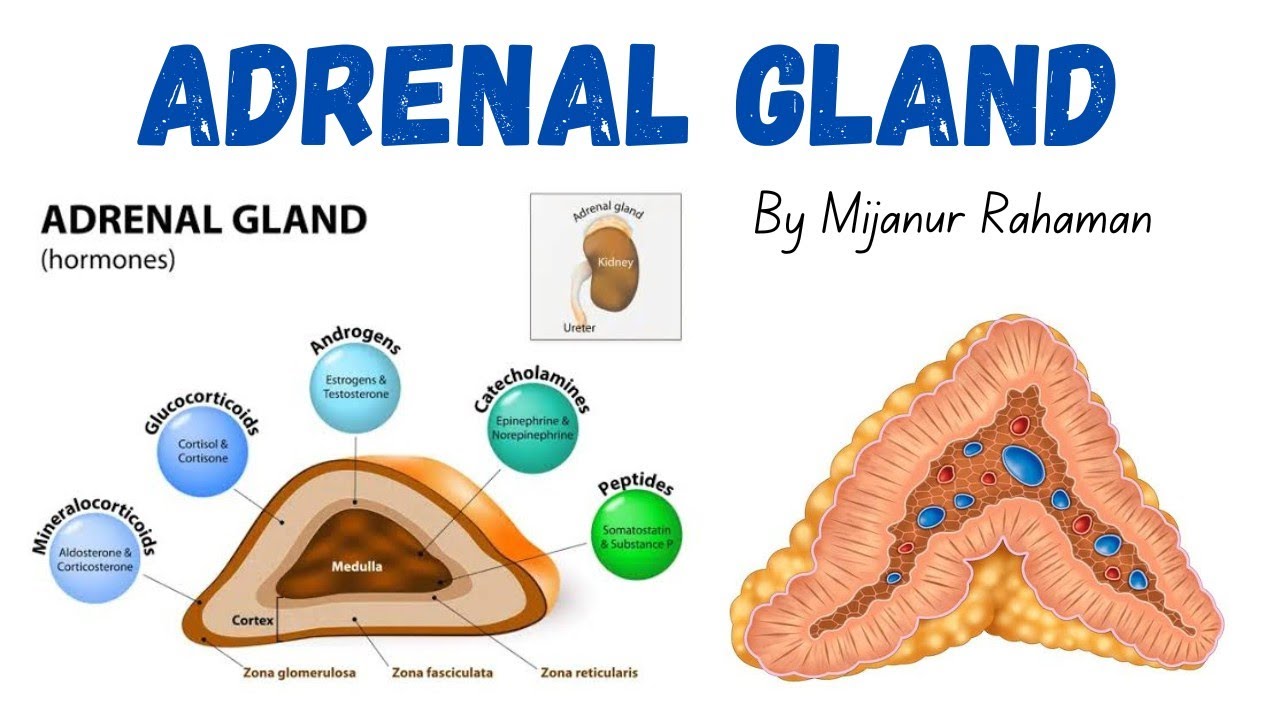 Adrenal Gland Overview | Structure, Hormones & Functions Simplified | Healing Hope