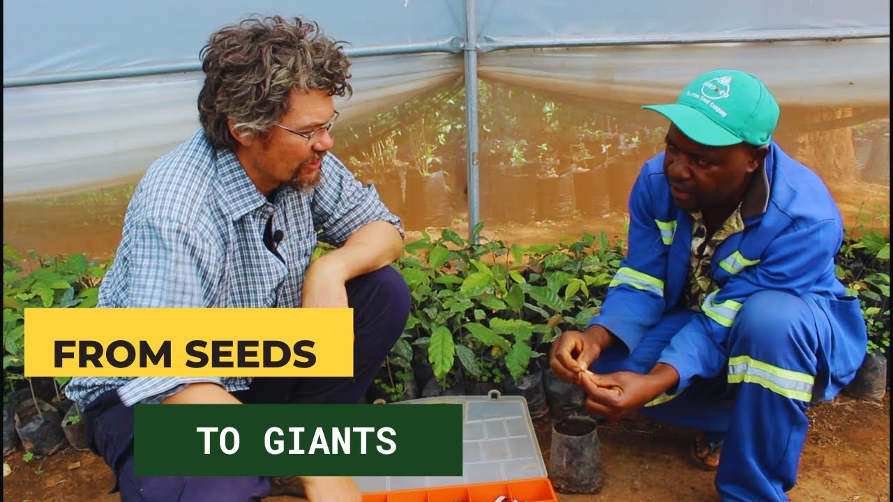 Learn to Grow Trees from the Tree Planting Master | Trees for Zambia