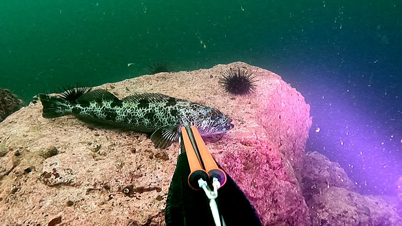 Lingcod Spearfishing 101 | British Columbia | Rules & Regs