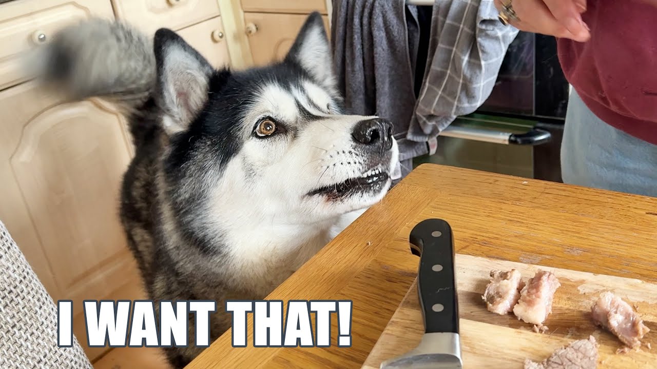 Husky Keeps a CLOSE Eye On ALL The Dinners!