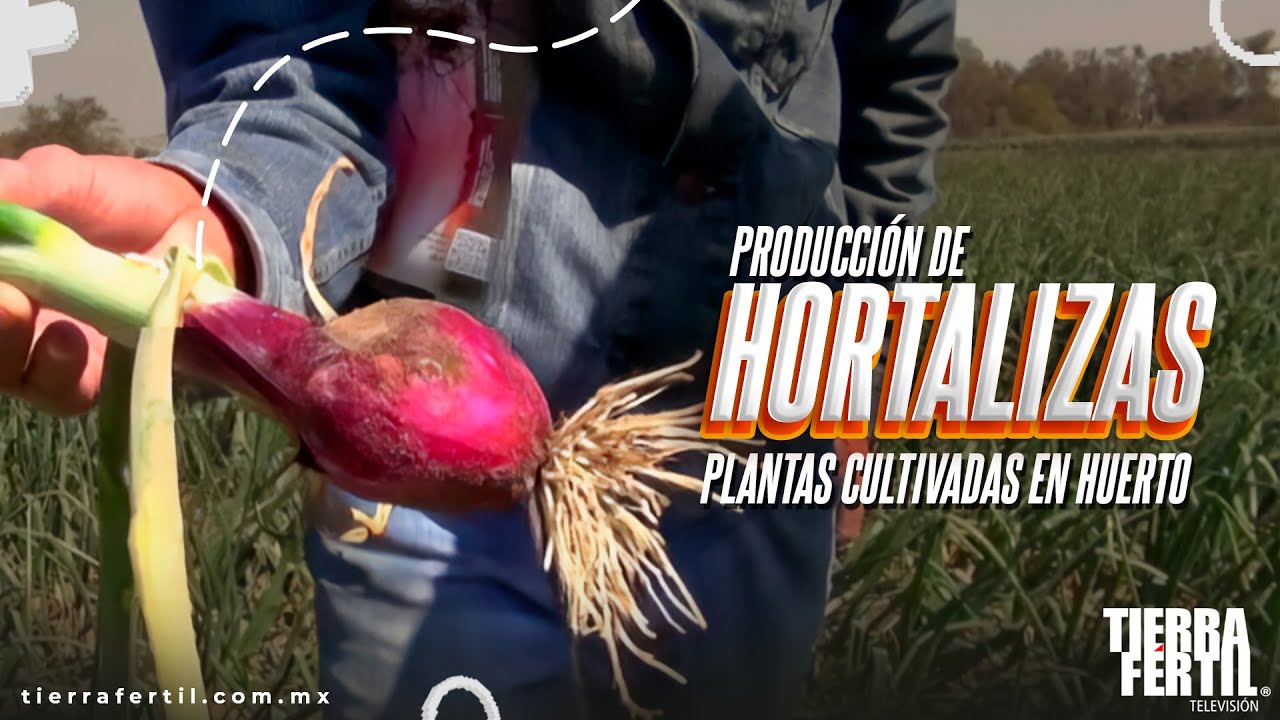 Producci&oacute;n de Hortalizas: Plantas cultivadas en el huerto.