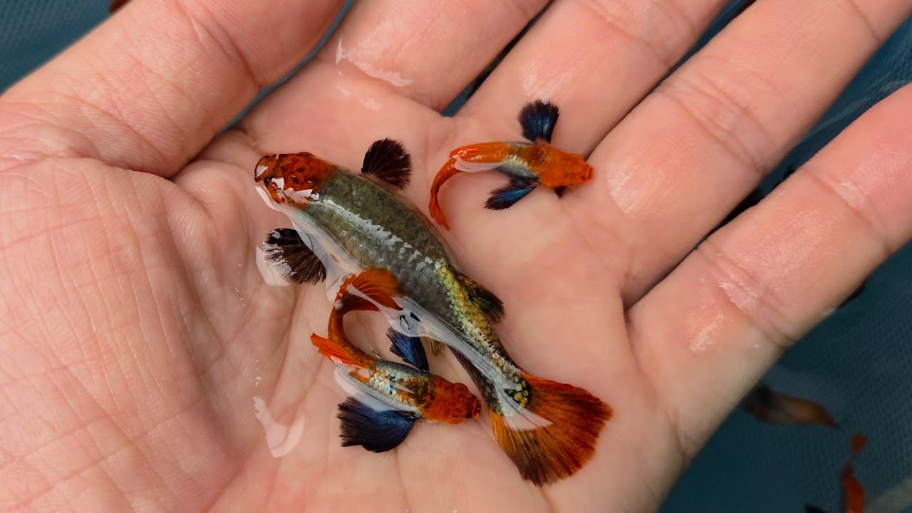 Combo Cá chép koi dịp Tết khuyến mãi, guppy, discus fish