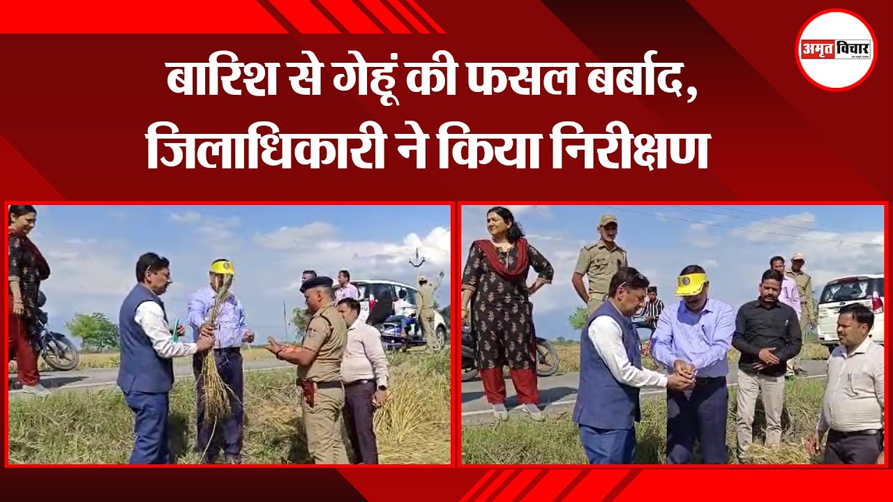 बाजपुर: बारिश से गेहूं की फसल बर्बाद, जिलाधिकारी ने किया निरीक्षण | Amritvichar