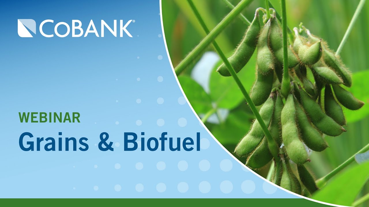 Who’s Buying? A Closer Look at Grain Trade and Biofuel Policy  | KED Webinar