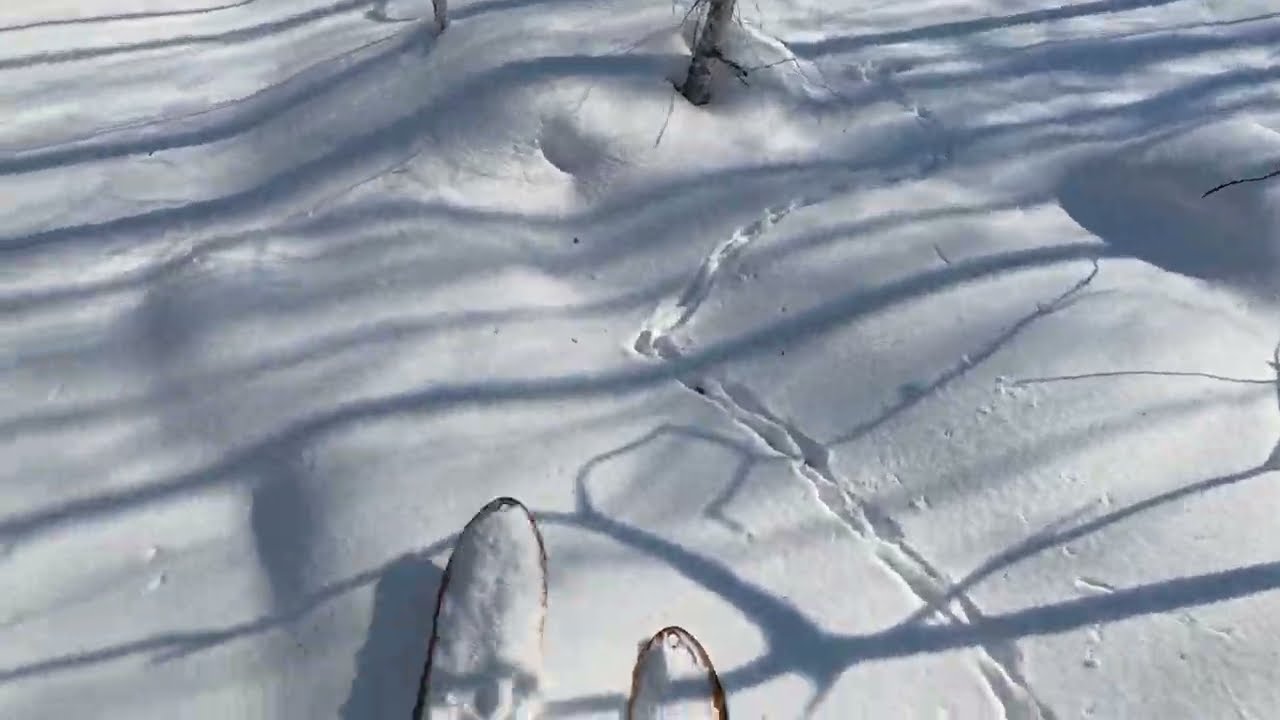 В поисках зайца в межсезонье😊
