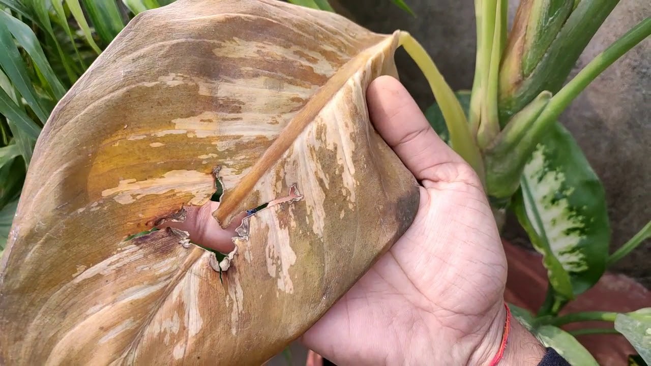 Winter Care of Dieffenbachia|| Leaf Browning Problem|| Winter Care