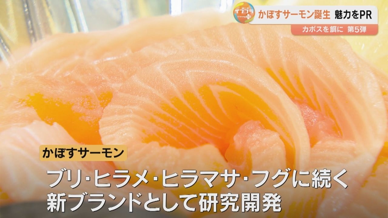「かぼすサーモン」本格的に出荷　かぼす使った養殖魚第5弾　大分