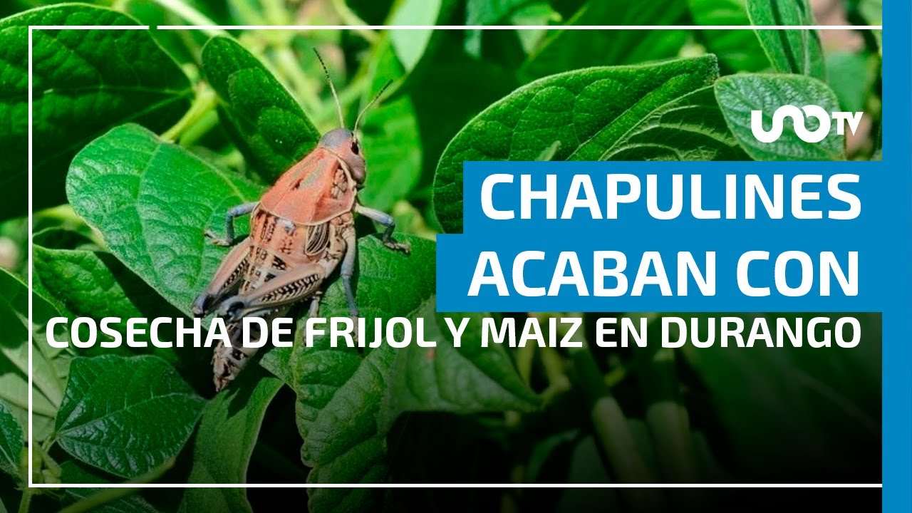 Chapulines arrasan con cosechas de frijol y maíz en Durango