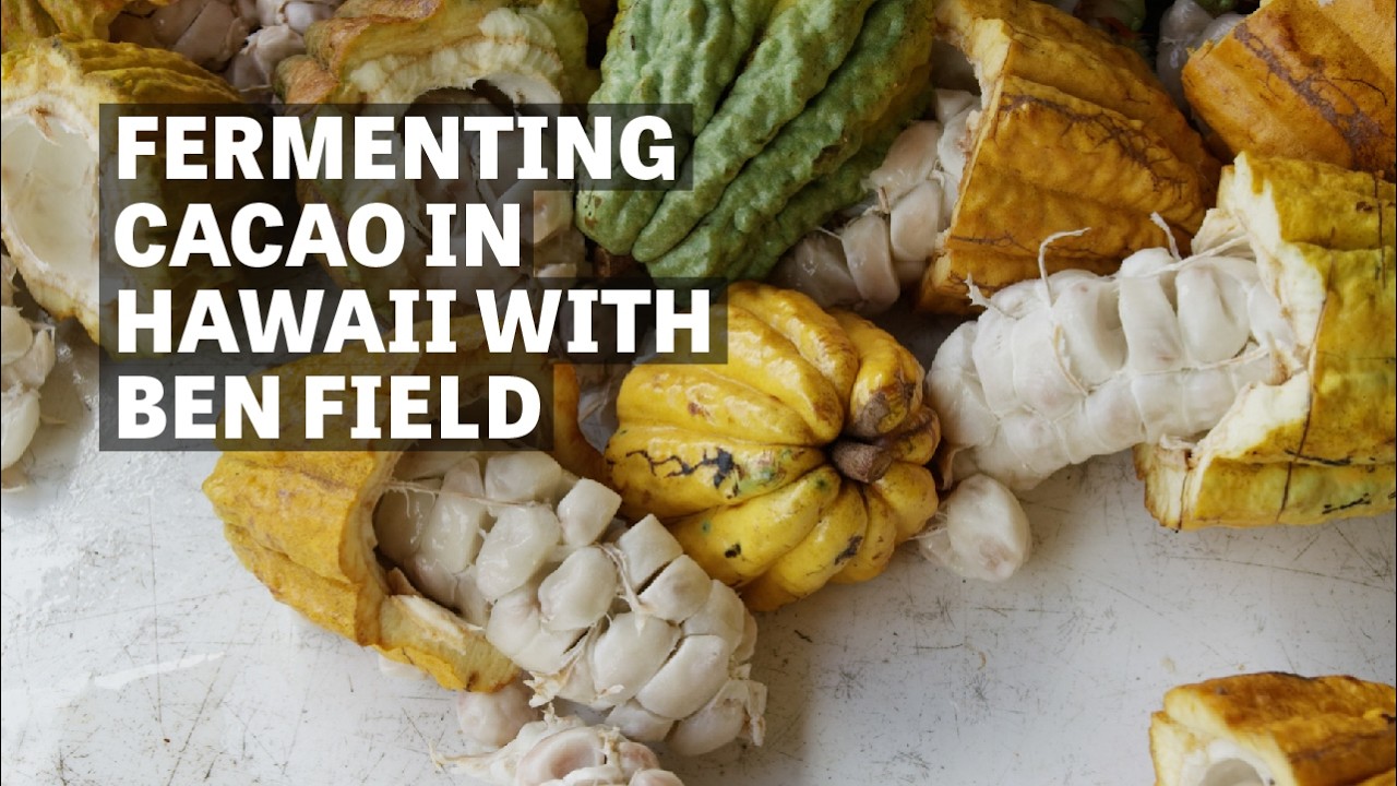 Fermenting Cacao In Hawaii With Ben Field | Ep.113 | Craft Chocolate TV