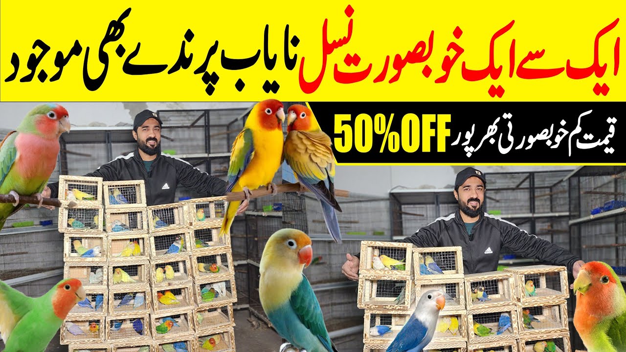 Umar Bhai ki deals A Gai Bohat Kam Rate pr #lahorientertainmentchannel #birds #parrot #pets #pigeon 