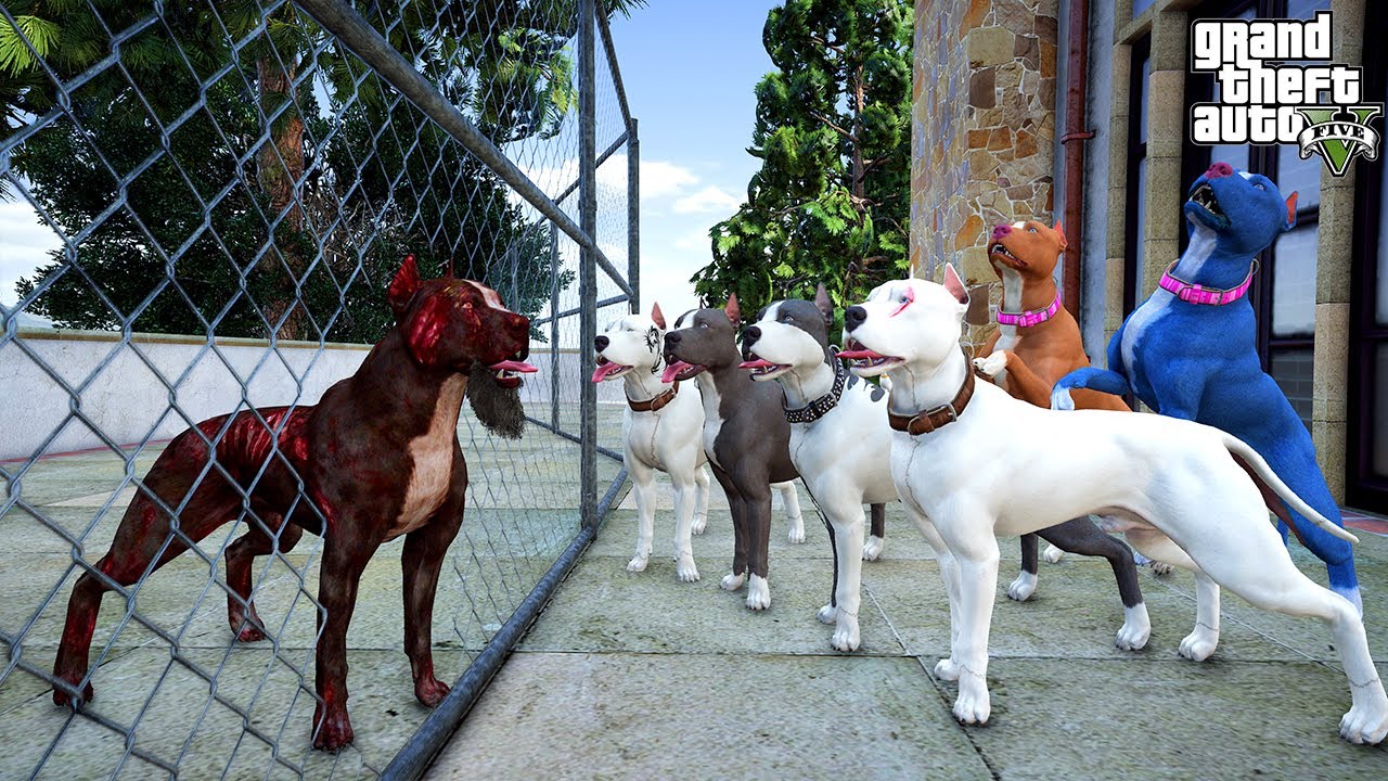 PİTBULL AİLESİNİN BİLE KORKTUĞU PİTBULL KARABELA GERİ DÖNDÜ! - GTA 5 PİTBULL'UN HAYATI