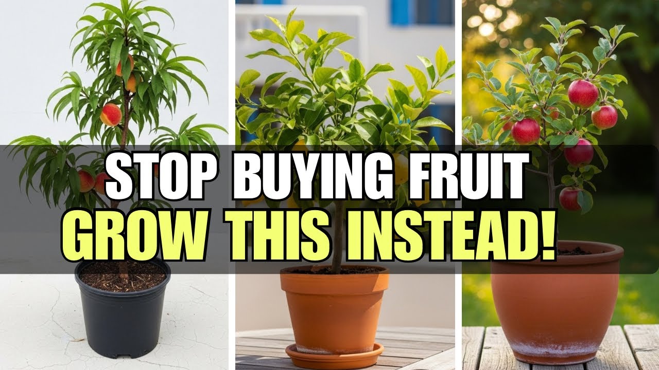 5 Dwarf Fruit Trees You Can Grow in Pots (Tiny Patio Orchard