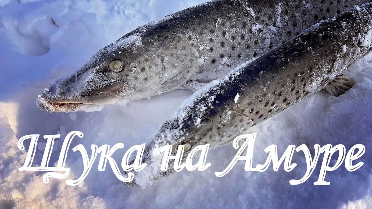 Трудовая рыбалка на Амуре в этом сезоне.