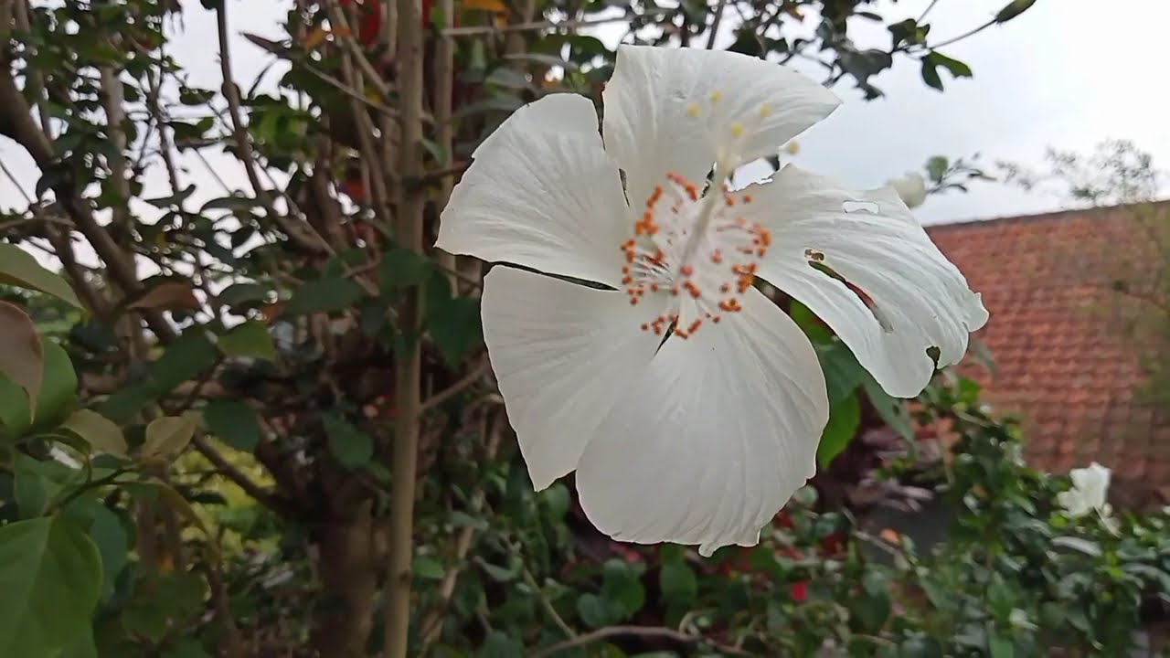 The Beauty of Flowers | Cinematic Flower Film